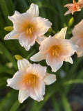 Mini Pearl Daylily Bareroot Fan, Peach Reblooming Hardy Perennial, Live Plant - Hemerocallis 'Mini Pearl'
