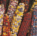Rainbow Ornamental Corn Seed - Fresh Seed for Planting - Zea mays (Ornamental Variety) - FREE Shipping