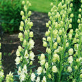 Bearded Monkshood Seeds - Organic 5 Pack - Aconitum barnatum - Rare Perennial Flowering Plant