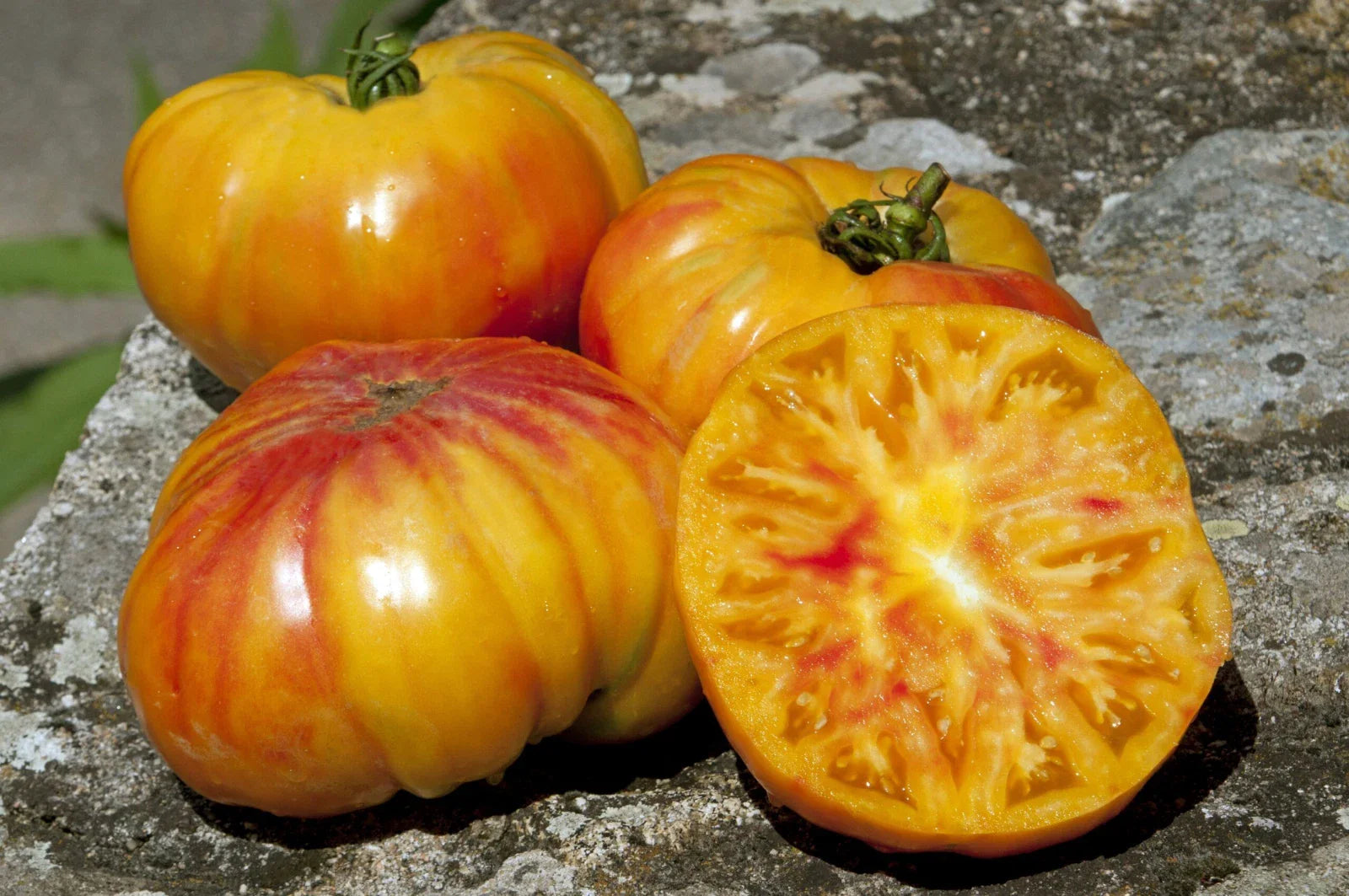 Buffalosun Tomato Seeds - 120 Organic Hybrid F1 Seeds - Fresh Heirloom Variety - Solanum lycopersicum