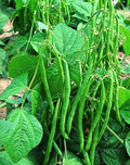 Valentino Green Bean Seeds 100 - 55 Days - Dark Green Pods - Phaseolus vulgaris