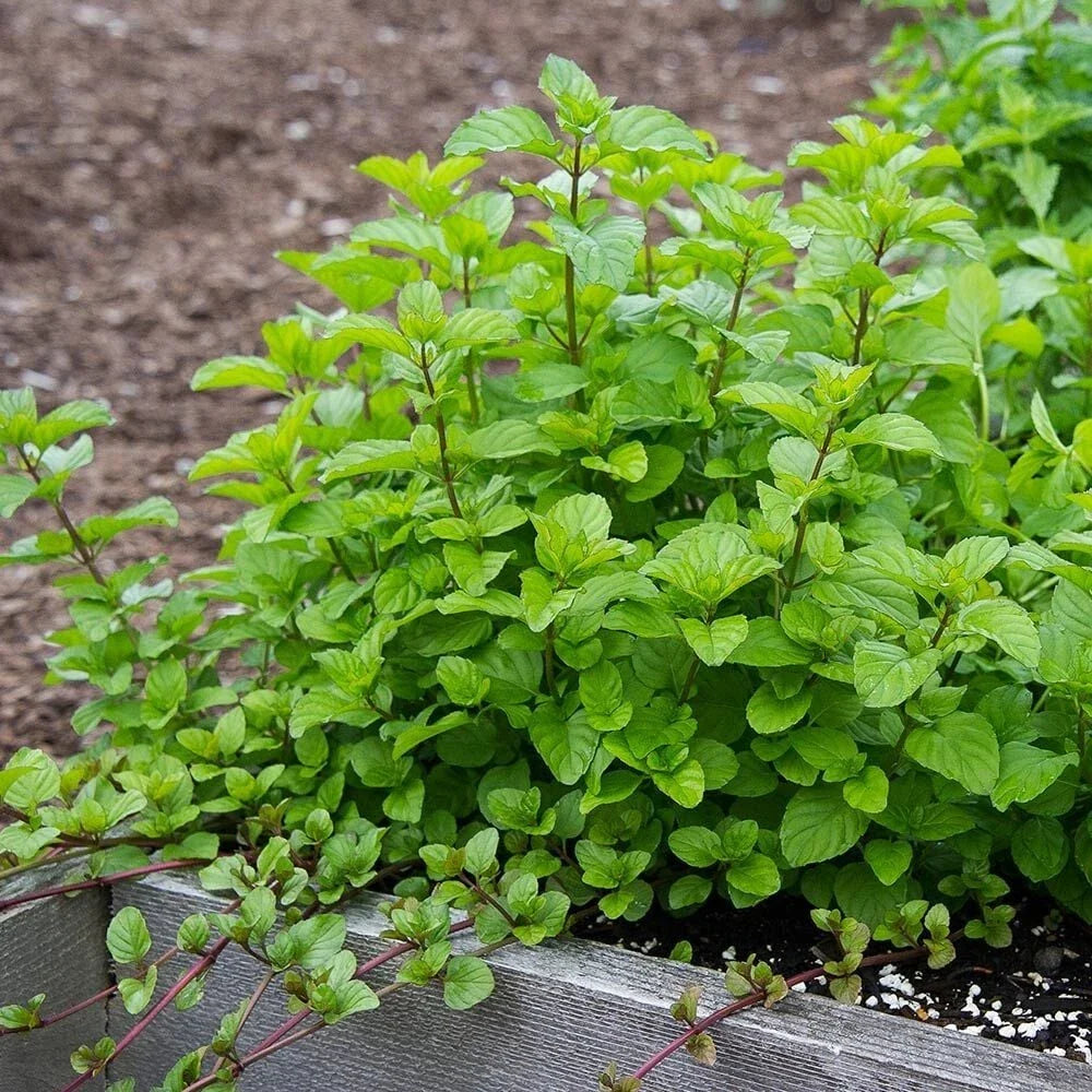 Orange Mint Plant Plug - Live Mentha × piperita citrata - Starter for Tea, Aromatic Herb, Culinary Use
