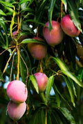 Dwarf Mango Tree Live Plant, 10-14 in, Sweet Variety, Well Rooted, Mangifera indica