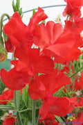 Sweet Pea Seeds - 50+ Pack - Dave Thomas Variety - Lathyrus odoratus - Perfect for Garden Planting, USA