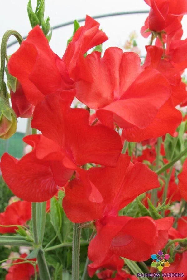 Sweet Pea Seeds - 50+ Pack - Dave Thomas Variety - Lathyrus odoratus - Perfect for Garden Planting, USA