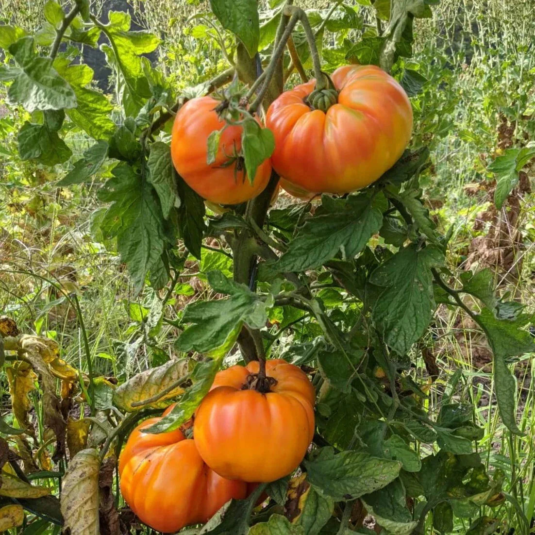 Old German Tomato Seeds, Heirloom Multicolor Beefsteak, NON-GMO, Organic Garden Seeds, Lycopersicon esculentum