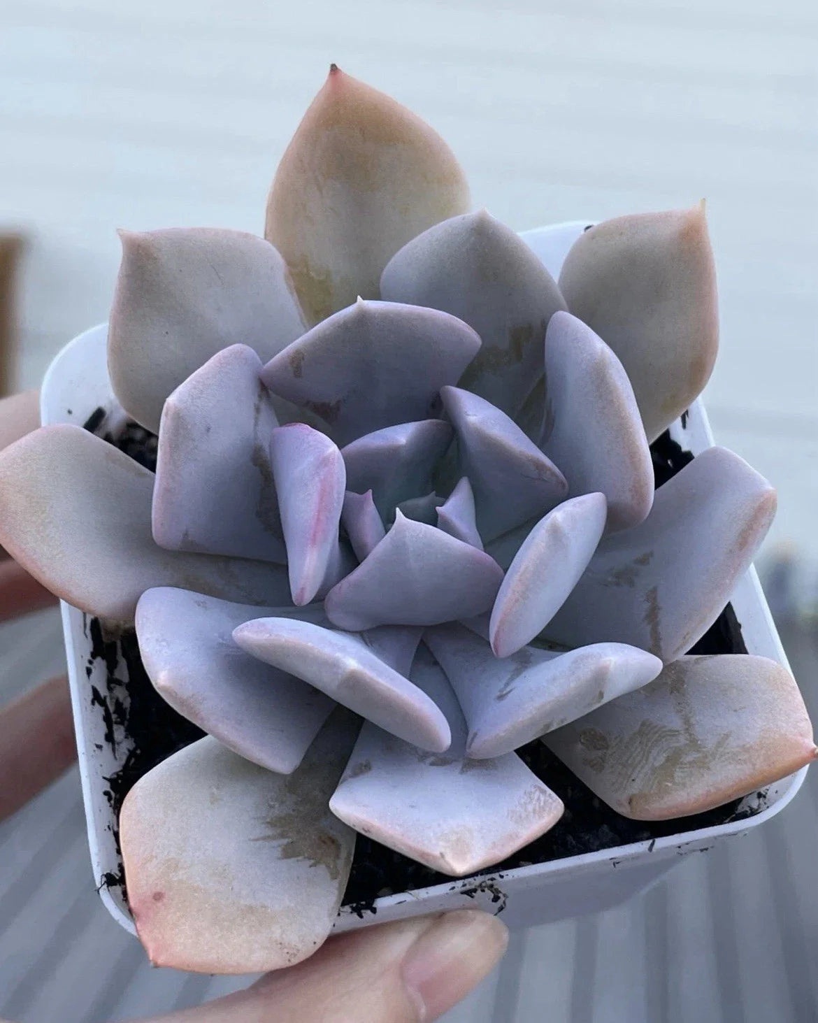 Rare Echeveria Misty Lilac Succulent 2-Inch Live Plant for Home Decor, Gift Idea, Indoor Plant