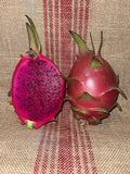Mature Dragon Fruit Cuttings - Natural Mystic Variety - Hylocereus undatus