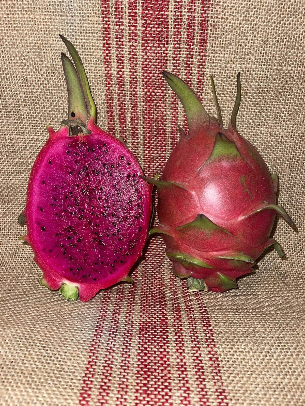 Mature Dragon Fruit Cuttings - Natural Mystic Variety - Hylocereus undatus