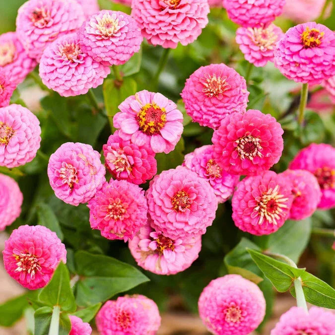 Lilliput Rose Zinnia Seeds - 100+ Pack for Garden Planting - Zinnia elegans - USA, Free Shipping