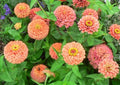 Zinnia Seeds - 100+ Flower Garden Mix - Annual Elegans Variety - Free Shipping - USA