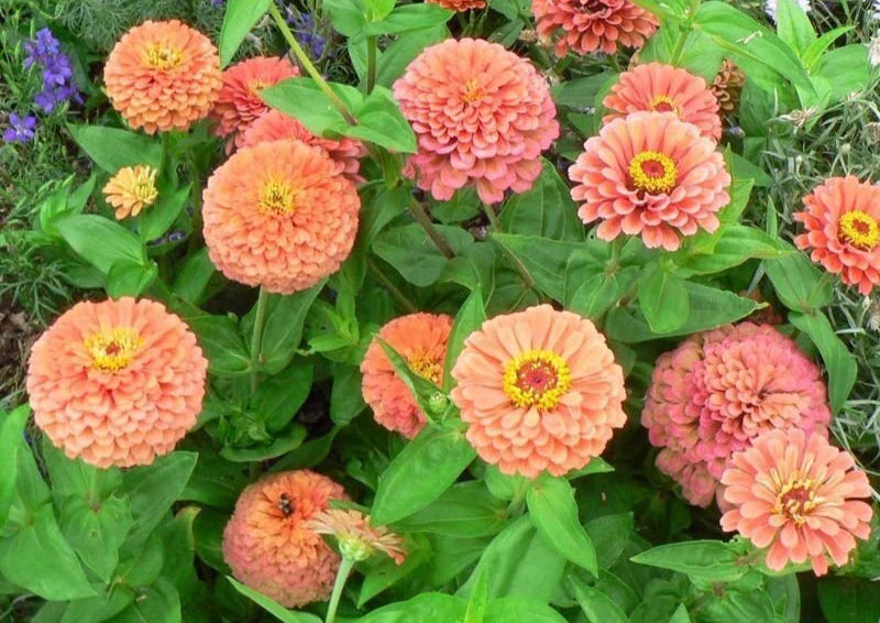 Zinnia Seeds - 100+ Flower Garden Mix - Annual Elegans Variety - Free Shipping - USA