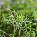 Summer Savory Herb Seeds - 200 Heirloom Green Annual Seeds - Satureja hortensis - Healthy Bulk for Cooking and Gardening