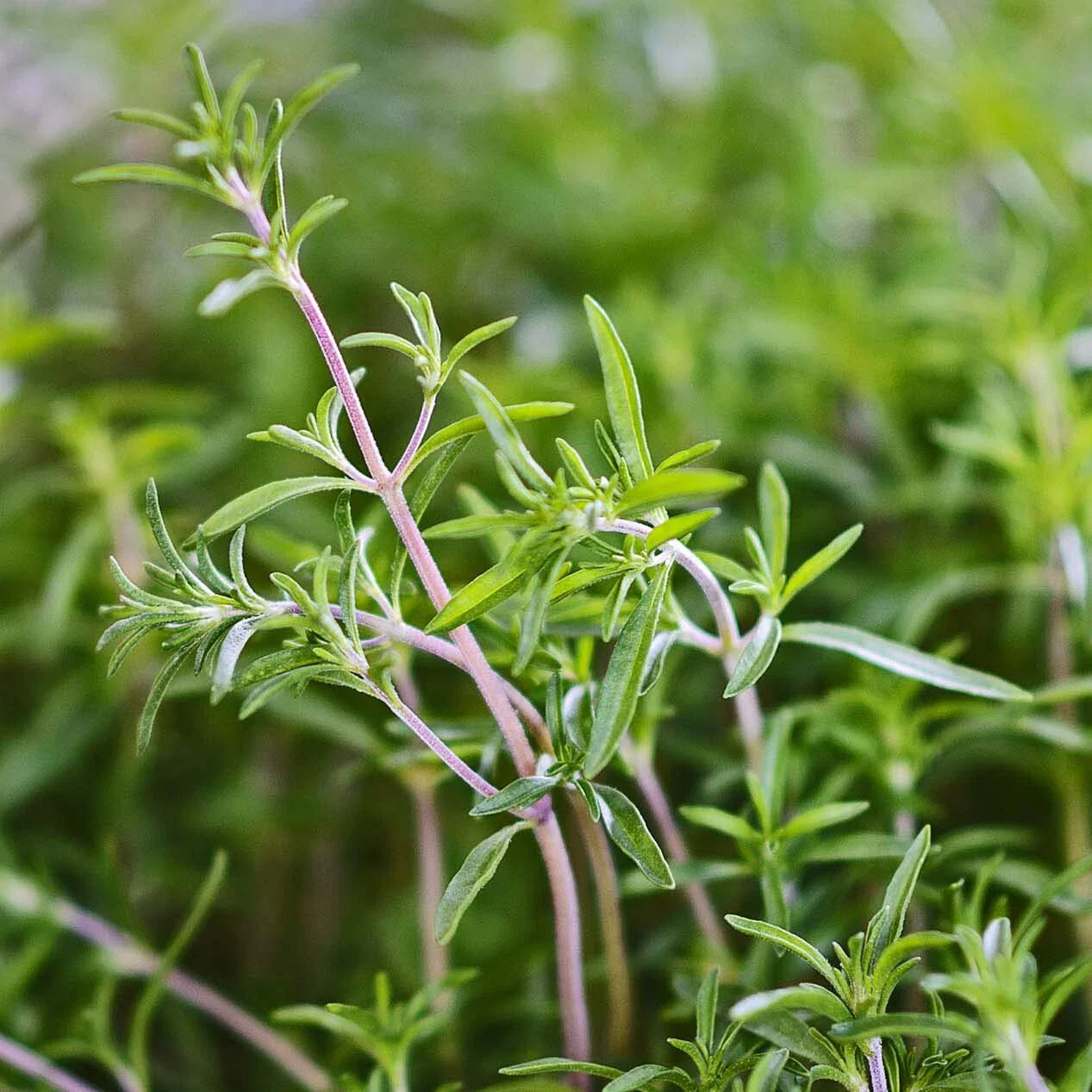 Summer Savory Herb Seeds - 200 Heirloom Green Annual Seeds - Satureja hortensis - Healthy Bulk for Cooking and Gardening