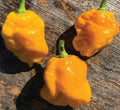 Yellow Tobago Scotch Bonnet Pepper Seeds - 20 Fresh Harvest Premium Seeds - Capsicum chinense