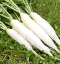 Radish Seeds - 425 Count - White Icicle - Fast Growing - GroCo USA - Non-GMO