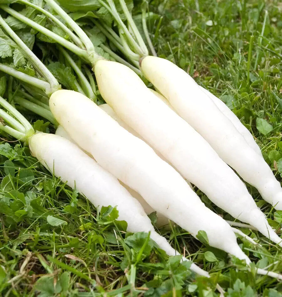 Radish Seeds - 425 Count - White Icicle - Fast Growing - GroCo USA - Non-GMO