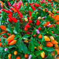 Chinese Ornamental Hot Pepper Seeds - 25+ Pack - Colorful Variety - Capsicum annuum - USA - Free Shipping