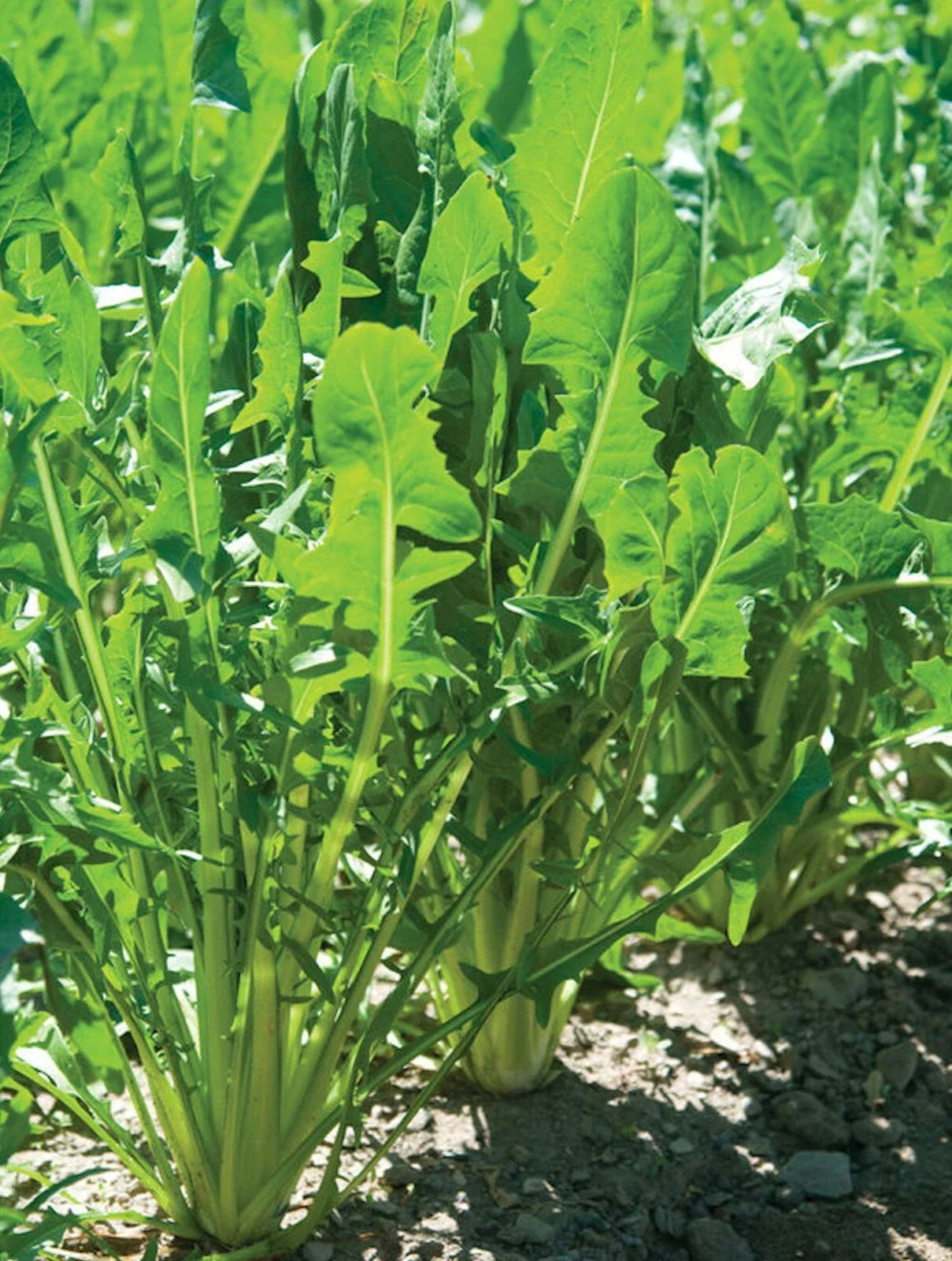 Heirloom Italian Dandelion Endive Seeds - Catalogna Emerald - 1000 Seeds - Cichorium intybus