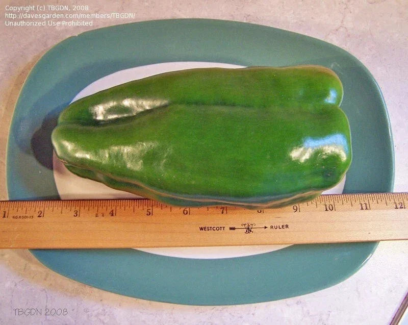 Big Bertha Sweet Pepper Seeds - Non-GMO Heirloom Organic - Capsicum annuum - Large Yield