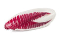 Red Treviso Endive Seeds - Heirloom Non-GMO Seeds - Chicorium intybus - Tracking Included