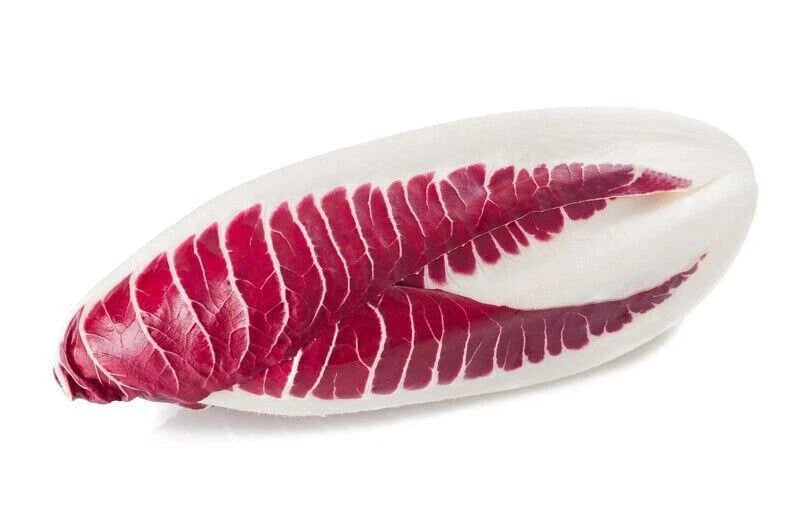 Red Treviso Endive Seeds - Heirloom Non-GMO Seeds - Chicorium intybus - Tracking Included