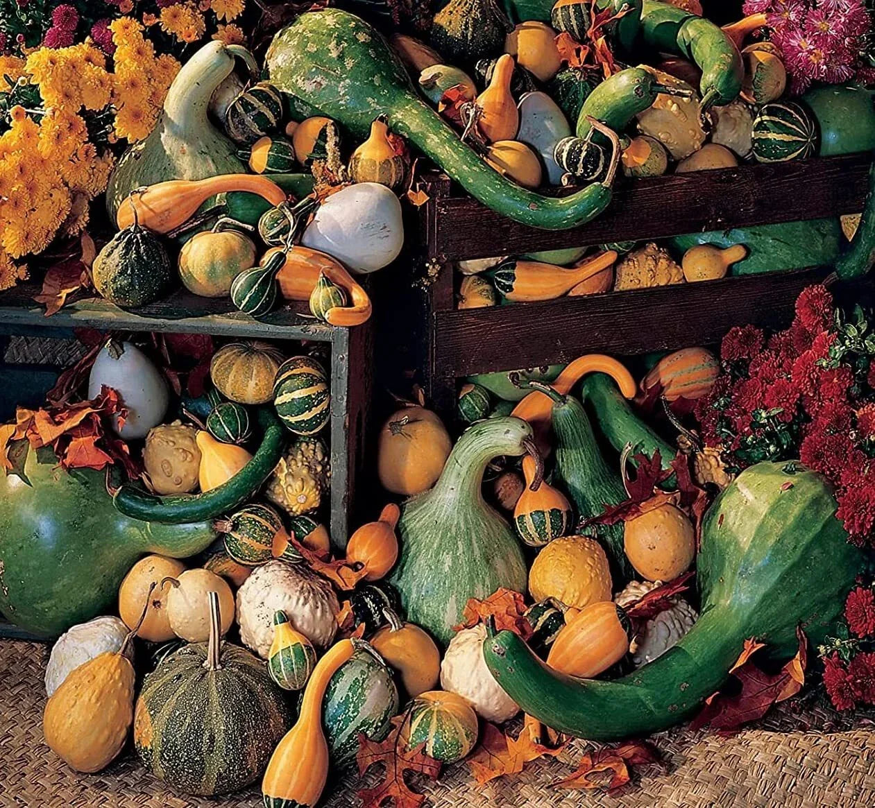 Large Gourd Mix Seeds | 25+ Seeds | Colorful Fall Decor | Cucurbita pepo
