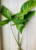 Rooted Arrowhead Plant Cuttings - 15 Pack - Syngonium podophyllum