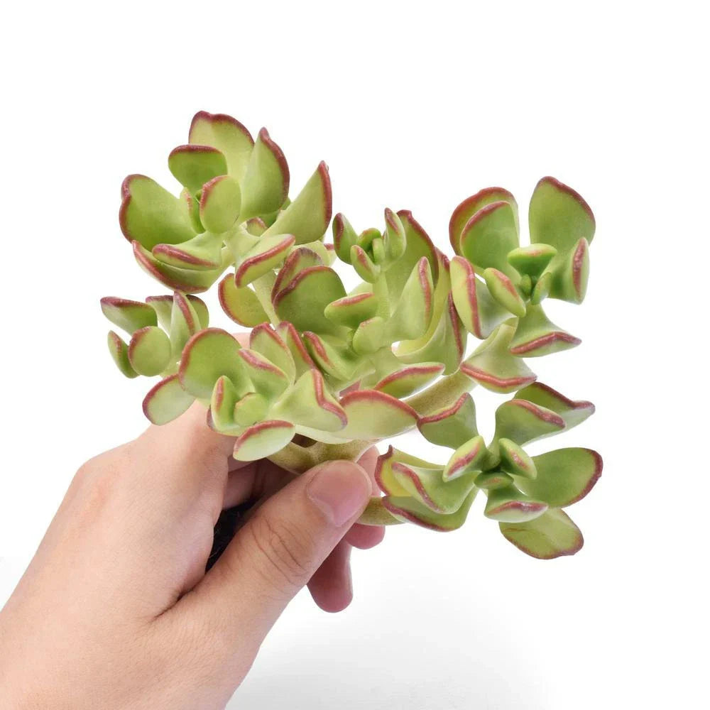 Fresh Sedum Dendroideum Succulent Cuttings - 5 Pack for Fairy Garden - Live Plant Decor