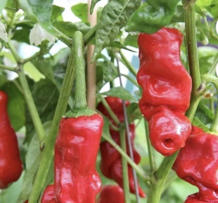 Rare Red Peter Pepper Seeds - 30+ Heirloom Seeds - Capsicum Annuum var. annuum - Unique Flavorful Chili Peppers