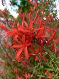 Flame Acanthus Seeds - 20 Count - Anisacanthus Quadrifidus Wrightii - 2024 - USA Grown
