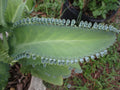 Mother of Thousands Plant with 30 Pups, Kalanchoe daigremontiana, Succulent for Home Garden, Indoor Plant