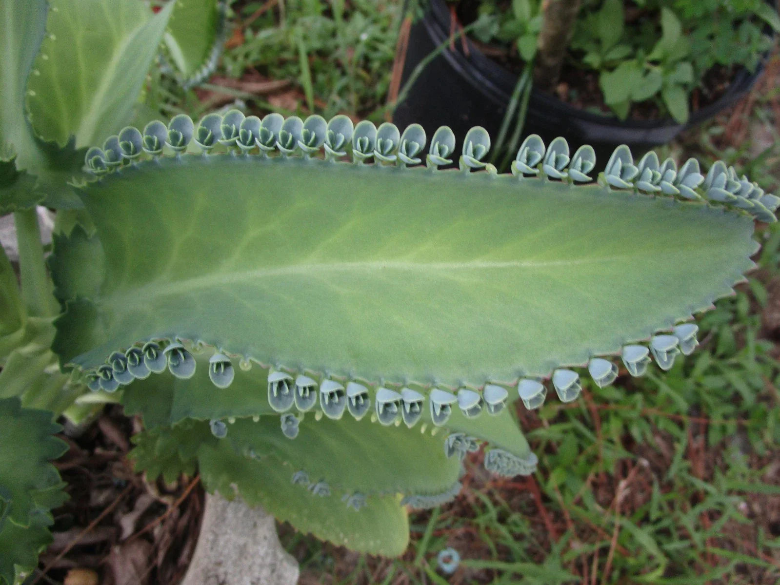 Mother of Thousands Plant with 30 Pups, Kalanchoe daigremontiana, Succulent for Home Garden, Indoor Plant