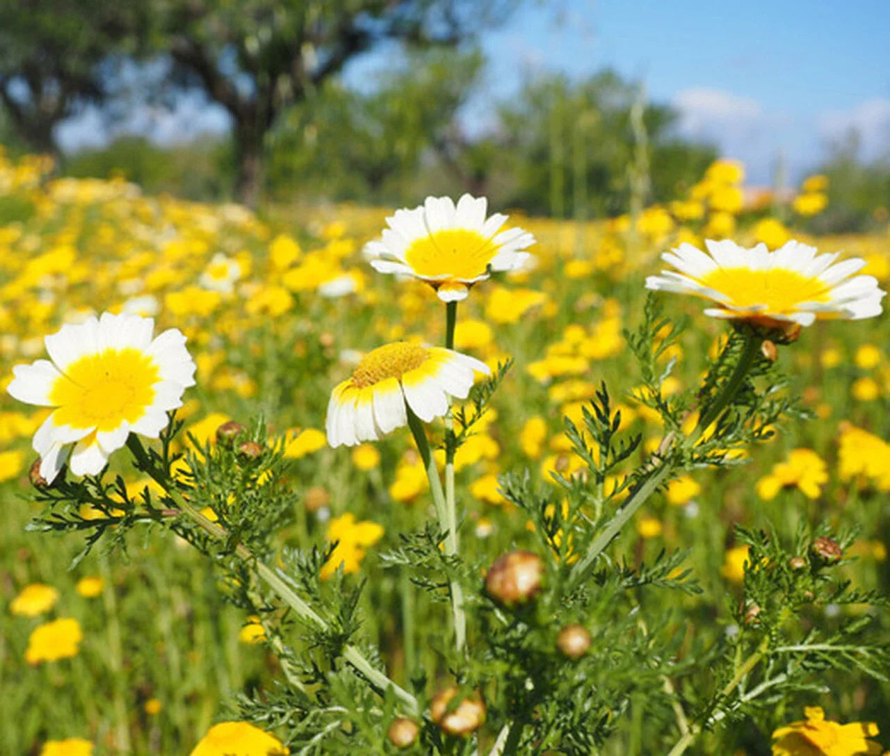 Garland Daisy Mix Seeds - Chrysanthemum, Crown Daisy - Flower Seed Variety, Free Shipping