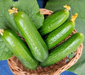 Muncher Cucumber Seeds - 25+ Organic Heirloom Non-GMO - Fresh Cucumis sativus