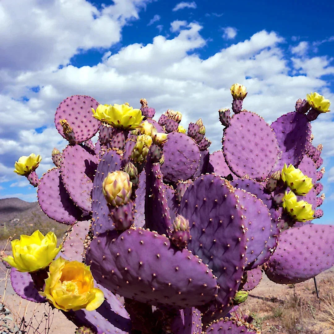 Purple Cactus Seeds - 20 Pack Opuntia Santa Rita Prickly Pear Fruit - Rare Hardy Fast-Growing