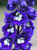 Delphinium Seeds - 200+ Dark Blue & White - Bee-Friendly Flower Seeds - Garden Planting (Delphinium spp.)