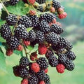 Prime-Ark 45 Blackberry Plant - Bare Root Floricane Edible Fruit - Rubus fruticosus - High Antioxidant Blackberries