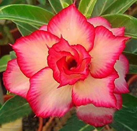 Desert Rose Seeds - 4 Yellow Red Adenium Obesum Flower Perennial Seeds for Planting