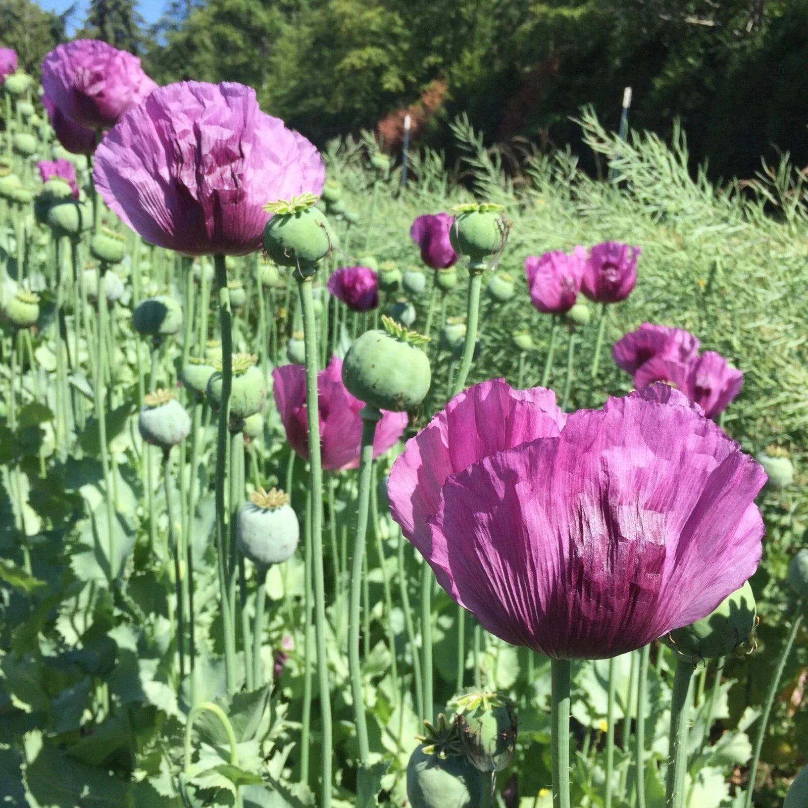 Hungarian Breadseed Poppy Seeds - 200+ Count - Papaver somniferum - Ideal for Garden Planting - USA Grown