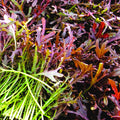 Red Mizuna Mustard Greens Seeds - Japanese Water Peppergrass - Heirloom Vegetable Seeds for 2025 Planting