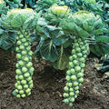 Brussel Sprout Seeds - 200+ Heirloom Organic Non-GMO - Catskill Variety - Fresh