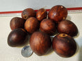 Avocado - 10 Seeds Persea americana