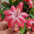 Cuttings 3x Thor Keri Schlumbergera Truncata Jungle Holiday Cactus Zygocactus