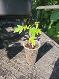 Live Papaya Tree Plant - Organic Fruit Variety for Food Forest - Carica papaya