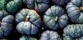 Triamble Winter Squash Seeds - Fresh Heirloom Seeds for Gardening (Cucurbita maxima)