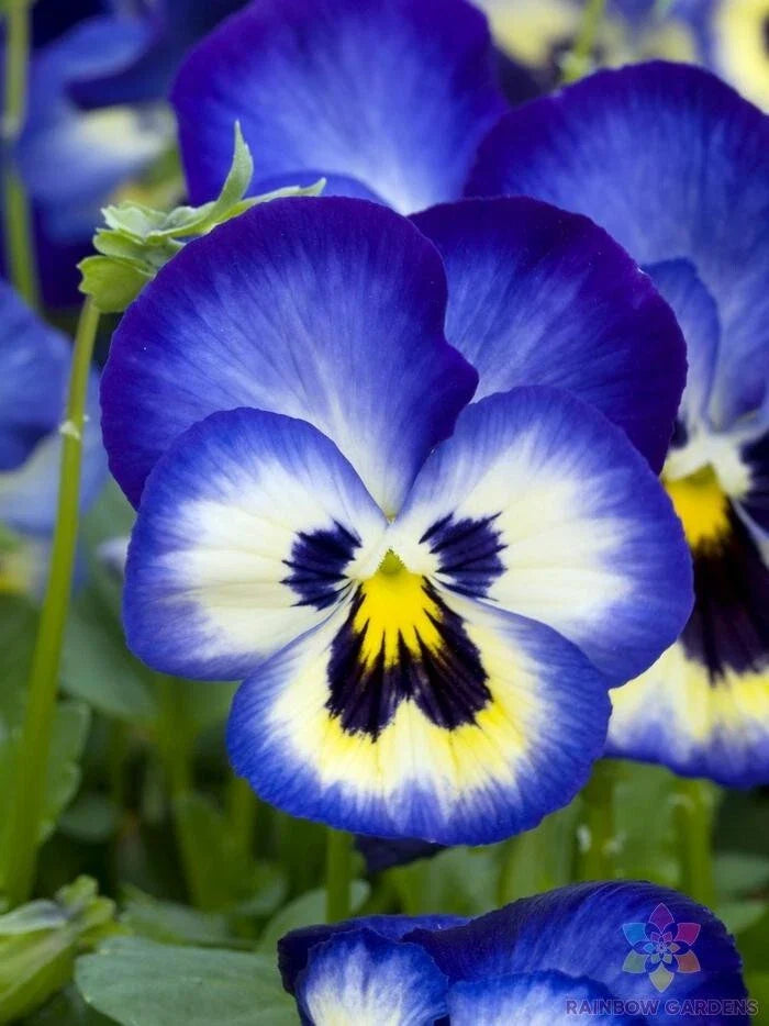 Premier Blueberry Thrill Pansy Seeds - 200+ Count - Viola Flower Seeds for Garden - Free Shipping