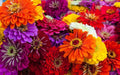 Zinnia Seeds - 100+ Count Mix for Garden Planting - Colorful Varieties - Zinnia elegans - USA