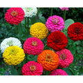 Lilliput Zinnia Flower Seeds - 250+ Fresh Seeds for Colorful Gardens - Zinnia elegans