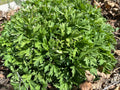 Mugwort Live Bareroot Plant - Medicinal Herb (Ng?i c?u) - Perennial, Hardy, Drought Tolerant, Full Sun - Artemisia vulgaris